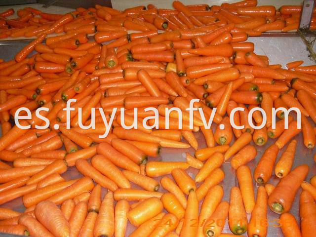 shandong carrot 